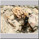 E-Odynerus spinipes w01 beim Schornsteinbau.jpg